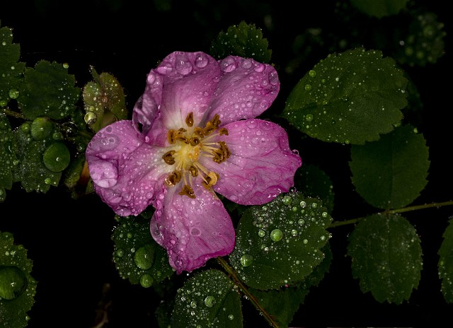 Rosa gymnocarpa 19-4663.jpg